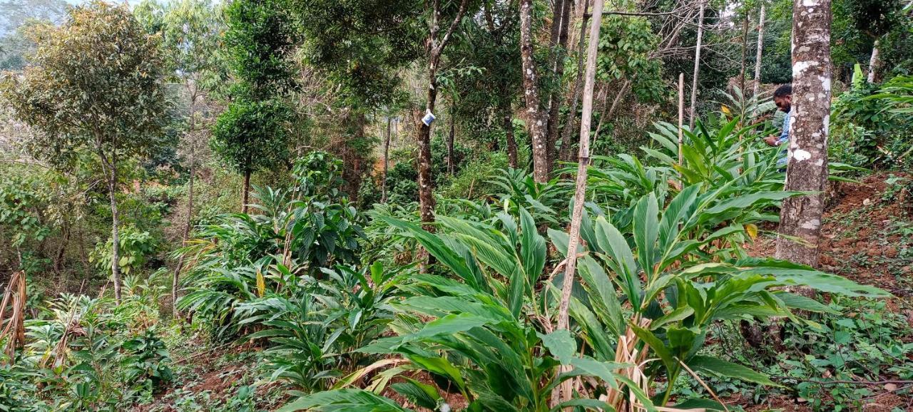 Munnar Tent Hills Resort Devikolam Eksteriør billede